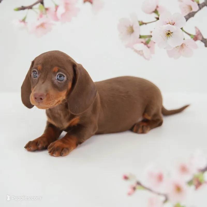 Destiny M – Miniature Dachshund puppy for sale in Elysian, MN