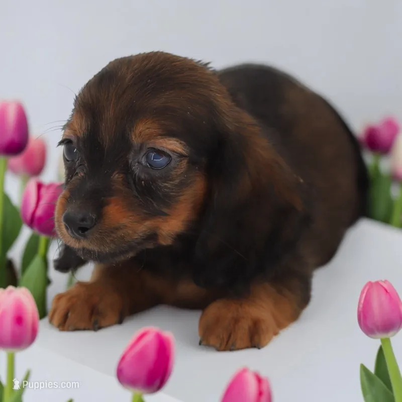 Destiny F – Miniature Dachshund puppy for sale in Elysian, MN
