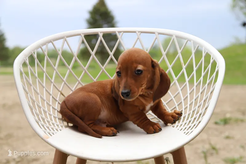 Chatty x Buck M1 – Miniature Dachshund puppy for sale in Elysian, MN