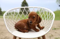 Chatty x Buck M1, a male Miniature Dachshund for sale in Elysian, MN – 1 of 2
