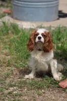 Prim, a female Cavalier King Charles Spaniel for sale in Elysian, MN – Photo 1 of 2