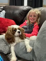 Prim, a female Cavalier King Charles Spaniel for sale in Elysian, MN – Photo 2 of 2