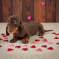 Tada M, a male Miniature Dachshund for sale in Elysian, MN – Photo 1 of 2