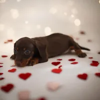 Tada M, a male Miniature Dachshund for sale in Elysian, MN – Photo 2 of 2