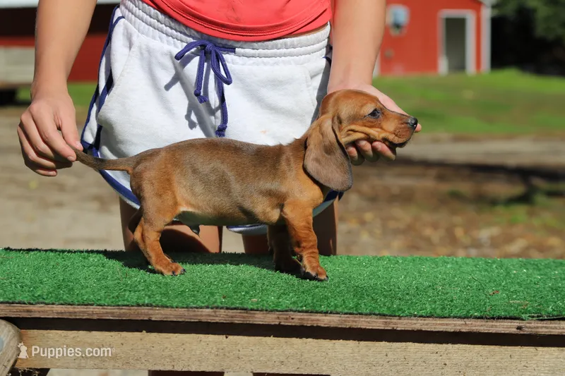 Lego M – Miniature Dachshund puppy for sale in Elysian, MN