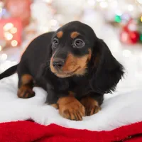 Fate's F1, a female Miniature Dachshund for sale in Elysian, MN – Photo 5 of 5