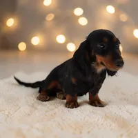 Fate's F1, a female Miniature Dachshund for sale in Elysian, MN – Photo 2 of 5