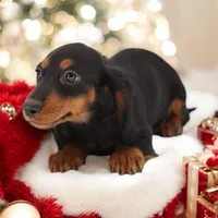 Fate's F1, a female Miniature Dachshund for sale in Elysian, MN – Photo 4 of 5