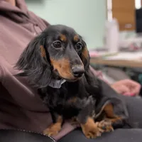 Fate's F1, a female Miniature Dachshund for sale in Elysian, MN – Photo 3 of 5