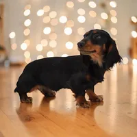 Fate's F1, a female Miniature Dachshund for sale in Elysian, MN – Photo 1 of 5