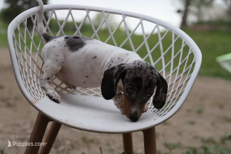 Penny x Buck M1 – Miniature Dachshund puppy for sale in Elysian, MN