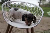 Penny x Buck M1, a female Miniature Dachshund for sale in Elysian, MN – 1 of 4
