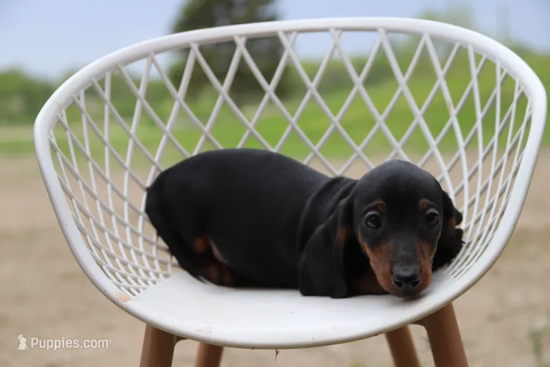 Chatty m2 – Miniature Dachshund puppy for sale in Elysian, MN