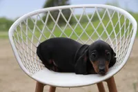 Chatty m2, a male Miniature Dachshund for sale in Elysian, MN – 1 of 2