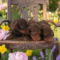 CC boy, a male Miniature Dachshund for sale in Elysian, MN – 2 of 2
