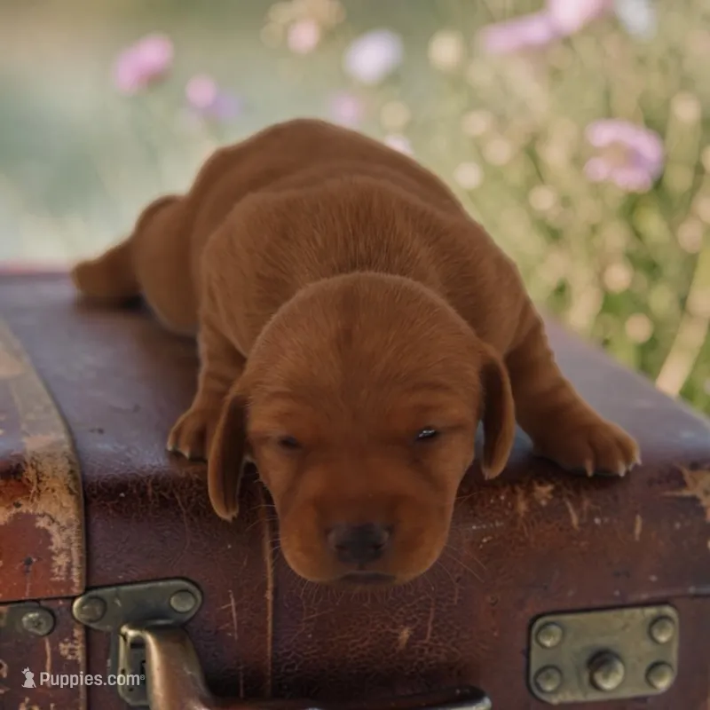 Ruin F2 – Miniature Dachshund puppy for sale in Elysian, MN
