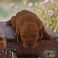 Ruin F2, a female Miniature Dachshund for sale in Elysian, MN – 1 of 2