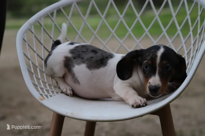 Penny x Buck F – Miniature Dachshund puppy for sale in Elysian, MN