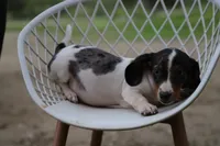 Penny x Buck F, a female Miniature Dachshund for sale in Elysian, MN – 1 of 4