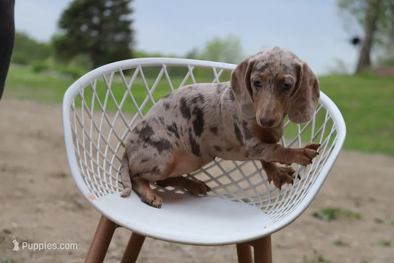 Lego x Gus f – Miniature Dachshund puppy for sale in Elysian, MN