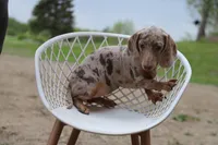 Lego x Gus f, a female Miniature Dachshund for sale in Elysian, MN – 1 of 1