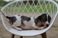 Penny x Buck F, a female Miniature Dachshund for sale in Elysian, MN – 4 of 4