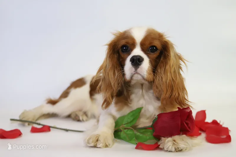 Laney – Cavalier King Charles Spaniel puppy for sale in Elysian, MN