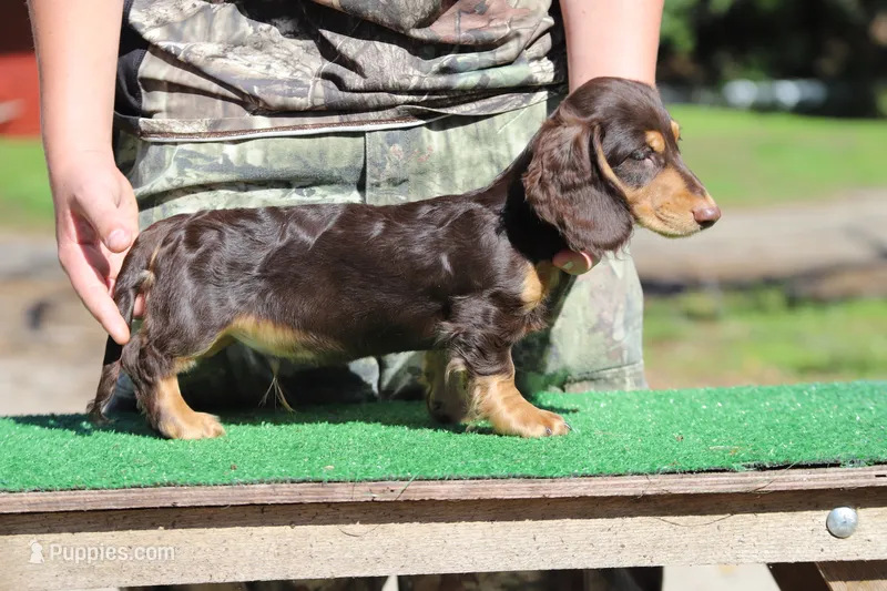 Tada M3 – Miniature Dachshund puppy for sale in Elysian, MN