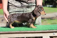 Tada M3, a male Miniature Dachshund for sale in Elysian, MN – 1 of 3
