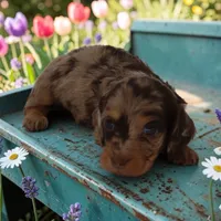 Tada M, a male Miniature Dachshund for sale in Elysian, MN – 1 of 2