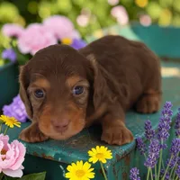 Tada M4, a male Miniature Dachshund for sale in Elysian, MN – 1 of 2
