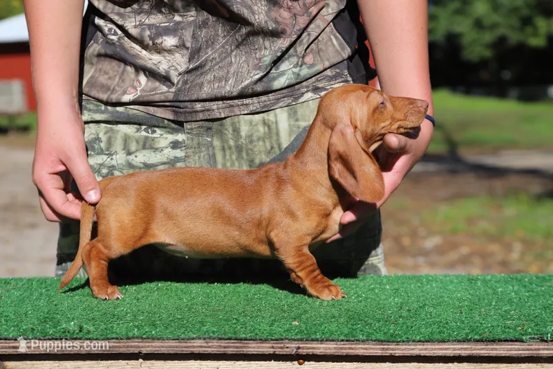 Ruin girl – Miniature Dachshund puppy for sale in Elysian, MN