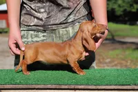 Ruin girl, a female Miniature Dachshund for sale in Elysian, MN – 1 of 4