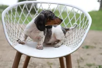 Penny m2, a female Miniature Dachshund for sale in Elysian, MN – 2 of 2