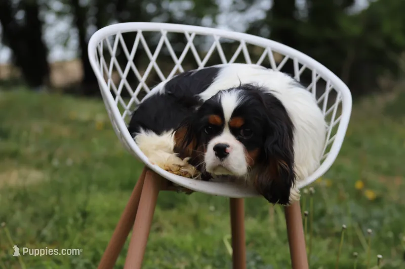 Gus – Cavalier King Charles Spaniel puppy for sale in Elysian, MN