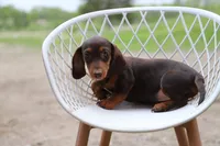 Snickers x Lotto F, a female Miniature Dachshund for sale in Elysian, MN – 2 of 2