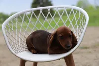Chatty x Buck F1, a female Miniature Dachshund for sale in Elysian, MN – 3 of 3