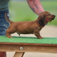 Pet only-lost part of tail, a male Miniature Dachshund for sale in Elysian, MN – Photo 4 of 4