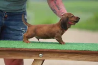 Nugget M Pet only, a male Miniature Dachshund for sale in Elysian, MN – Photo 4 of 4