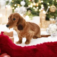 Pet only-lost part of tail, a male Miniature Dachshund for sale in Elysian, MN – Photo 2 of 4