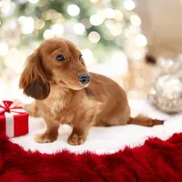 Pet only-lost part of tail, a male Miniature Dachshund for sale in Elysian, MN – Photo 1 of 4