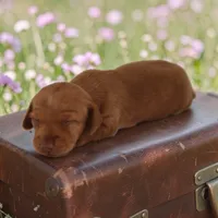 Ruin girl, a female Miniature Dachshund for sale in Elysian, MN – 1 of 2