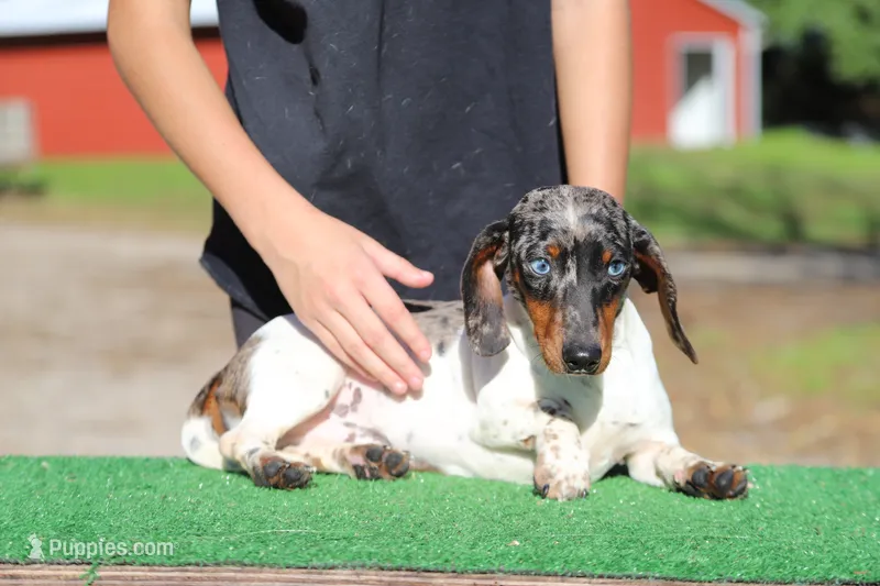 Penny x Buck M1 – Miniature Dachshund puppy for sale in Elysian, MN