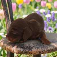 CC boy, a male Miniature Dachshund for sale in Elysian, MN – 1 of 2