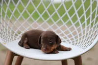 Pip x Buck F, a female Miniature Dachshund for sale in Elysian, MN – 2 of 3