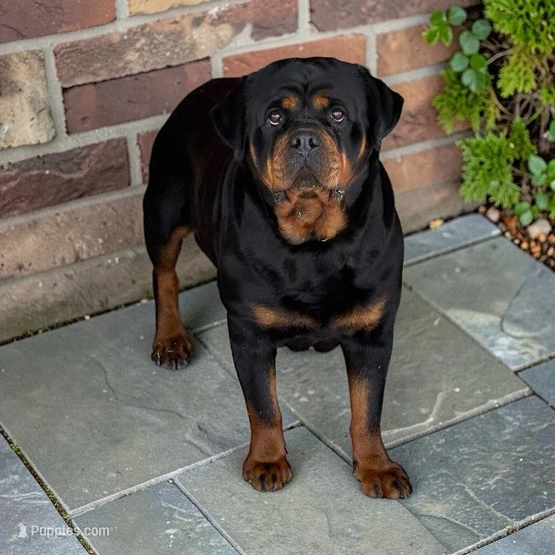 Retiring Female – Rottweiler puppy for sale in Elysian, MN