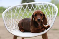 Chatty x Buck F1, a female Miniature Dachshund for sale in Elysian, MN – 2 of 3