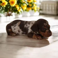 Penny F2, a female Miniature Dachshund for sale in Elysian, MN – Photo 7 of 8