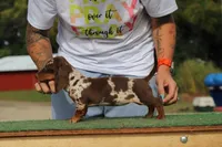 Penny F2, a female Miniature Dachshund for sale in Elysian, MN – Photo 4 of 8