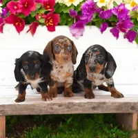 Penny F2, a female Miniature Dachshund for sale in Elysian, MN – Photo 6 of 8